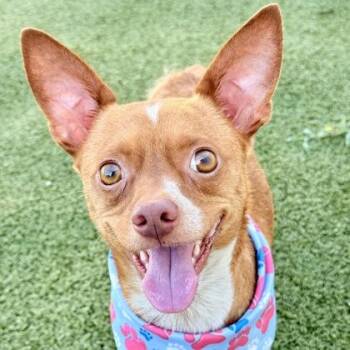 Tyler -  Chihuahua and Mixed Breed Dog for Adoption in Largo, Florida - Tyler | PetCurious