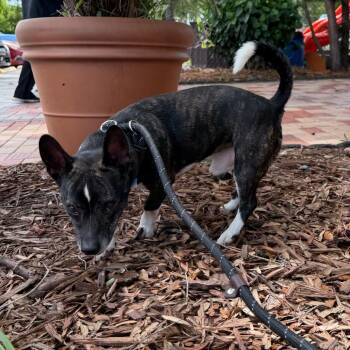 Pace ( Ace ) -  Cardigan Welsh Corgi and Jack Russell Terrier Dog for Adoption in Tampa, Florida - Pace ( Ace ) | PetCurious