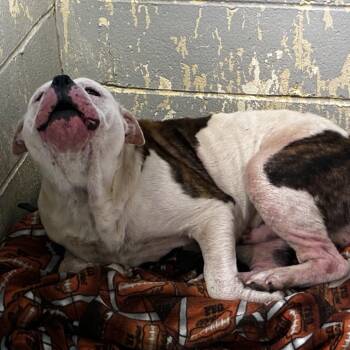 Mixed Breed Dogs Available for Adoption in Charleston, West Virginia - Cornelius Fudge | PetCurious