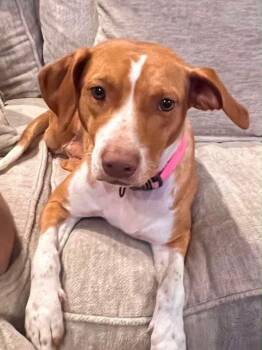 Stormy -  American Bully and Hound Dog for Adoption in Glocester, Rhode Island - Stormy | PetCurious