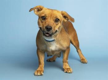 Pit Bull Terrier and Chihuahua Dogs Available for Adoption in Phoenix, Arizona - TWINKY | PetCurious
