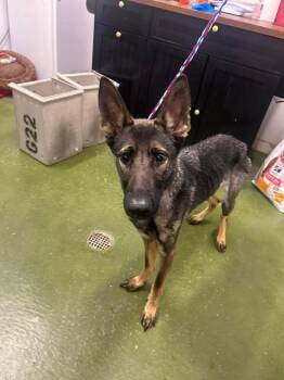 German Shepherd Dog Dogs Available for Adoption in Fruit Heights, Utah - Zara | PetCurious