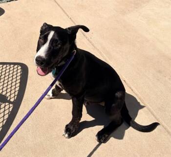 Labrador Retriever and Mixed Breed Dogs Available for Adoption in Leesburg, Virginia - GERANIUM | PetCurious