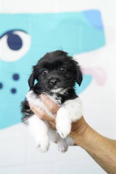 Ben -  Shih Tzu Dog for Adoption in Pasadena, California - Ben | PetCurious