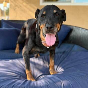 Beatrice -  Rottweiler Dog for Adoption in Ramona, California - Beatrice | PetCurious