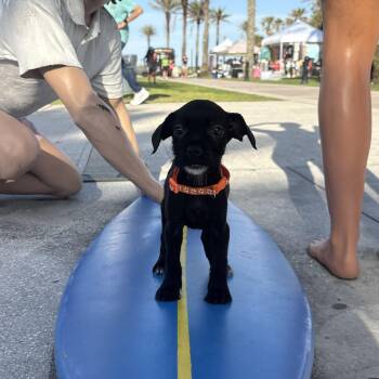 Chihuahua Dogs Available for Adoption in Tallahassee, Florida - Donald Duck | PetCurious