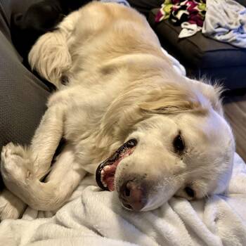 Griffin -  Golden Retriever Dog for Adoption in Liverpool, Texas - Griffin | PetCurious