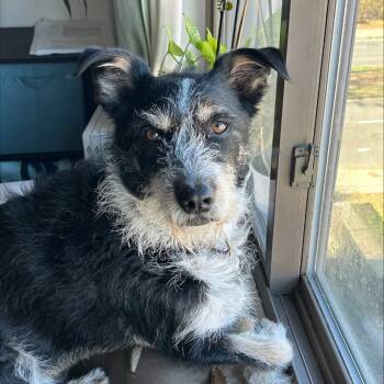 Rescue Australian Cattle Dog Blue Heeler and Australian Shepherd Dogs for Adoption in Stormville, New York - NY/CT Woody (Foster In Brookfield) | PetCurious