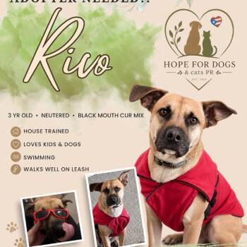 Rico -  Black Mouth Cur and Mixed Breed Dog for Adoption in Pleasant Valley, New York - Rico | PetCurious