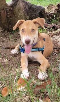 Scooby -  Mixed Breed Dog for Adoption in St. Augustine, Florida - Scooby | PetCurious