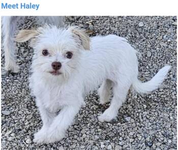 Haley -  Yorkshire Terrier and Shih Tzu Dog for Adoption in Salt Lake City, Utah - Haley | PetCurious