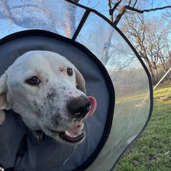 Great Pyrenees Dogs Available for Adoption in Austin, Texas - Frosty | PetCurious