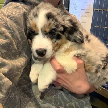 Dundee -  Australian Shepherd Dog for Adoption in Council Bluffs, Iowa - Dundee | PetCurious