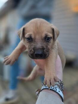 Terrier Dogs Available for Adoption - Gunner 26D-056 | PetCurious