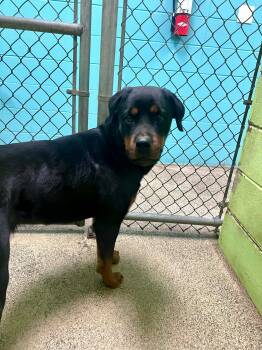 Rottweiler Dogs Available for Adoption in Fort Payne, Alabama - Ary | PetCurious