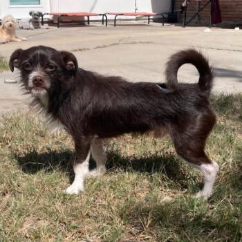 Chihuahua and Mixed Breed Dogs Available for Adoption in Corpus Christi, Texas - Ozzy | PetCurious