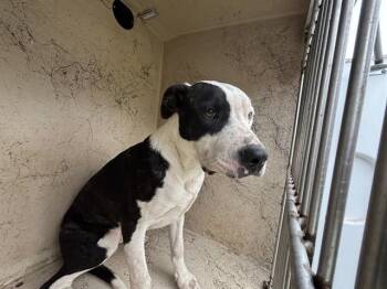 Pit Bull Terrier and Mixed Breed Dogs Available for Adoption in Oklahoma City, Oklahoma - KOJAK | PetCurious