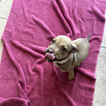 Pit Bull Terrier Dogs Available for Adoption in Birmingham, Alabama - Izzy | PetCurious