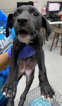 Rescue Pit Bull Terrier Dogs for Adoption in Pasadena, Texas - A180988 | PetCurious