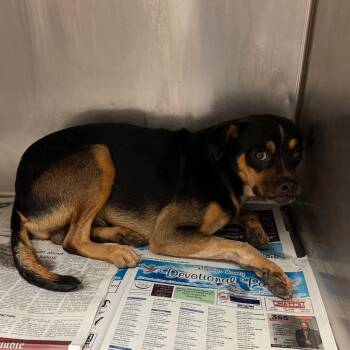 Stewie -  Terrier Dog for Adoption in Edinburg, Texas - Stewie | PetCurious