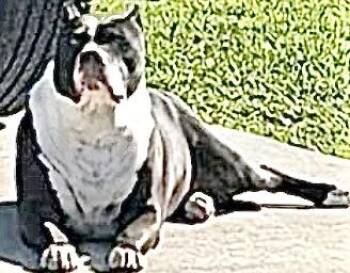Pit Bull Terrier Dogs Available for Adoption in Houston, Texas - A655332 | PetCurious