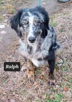 Australian Shepherd Dogs Available for Adoption - Ralph | PetCurious