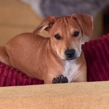 Kida -  Black Labrador Retriever Dog for Adoption in Williston, Vermont - Kida | PetCurious