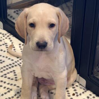 Gunther -  Labrador Retriever and Mastiff Dog for Adoption in Lynchburg, Virginia - Gunther | PetCurious