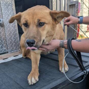 Chow Chow and Mixed Breed Dogs Available for Adoption - Onie | PetCurious