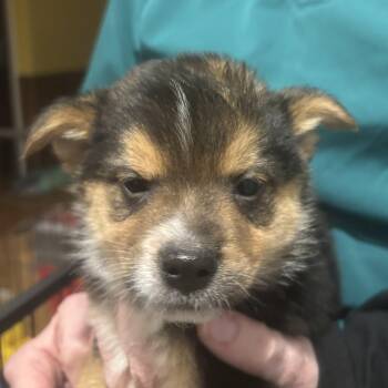 Mixed Breed Dogs Available for Adoption - SIR | PetCurious