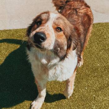 Australian Shepherd Dogs Available for Adoption in Hays, Kansas - Surf N