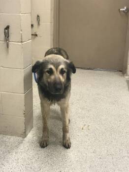 Anatolian Shepherd and Mixed Breed Dogs Available for Adoption in Conroe, Texas - HOLDEN | PetCurious
