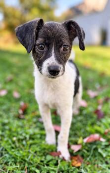 Angel -  Beagle and Chihuahua Dog for Adoption in Columbia, Maryland - Angel | PetCurious