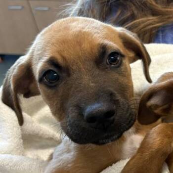 Black Mouth Cur and Mixed Breed Dogs Available for Adoption in Voorhees Township, New Jersey - Murphy | PetCurious