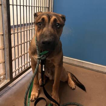 Courage -  Mixed Breed Dog for Adoption in Flagstaff, Arizona - Courage | PetCurious