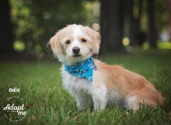 Rescue Wirehaired Dachshund and Basset Hound Dogs for Adoption in Humble, Texas - Odie | PetCurious