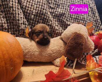 Puppy Zinnia -  Dachshund Dog for Adoption in Los Angeles, California - Puppy Zinnia | PetCurious