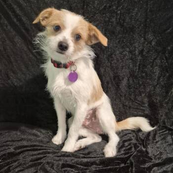 Wirehaired Terrier Dogs Available for Adoption - Corky TS | PetCurious