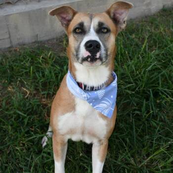 Honey -  Pit Bull Terrier and Terrier Dog for Adoption in Beaumont, Texas - Honey | PetCurious