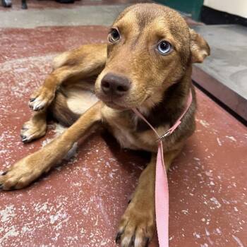 Latte -  Mixed Breed Dog for Adoption in Pauls Valley, Oklahoma - Latte | PetCurious