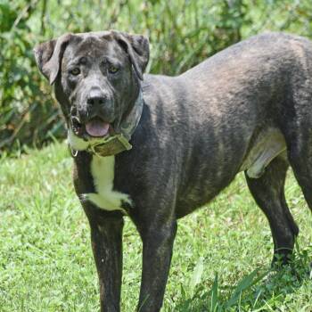LJ Tucker -  Mixed Breed Dog for Adoption in Columbus, North Carolina - LJ Tucker | PetCurious