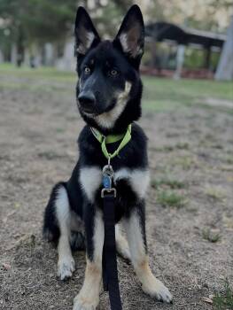 Shaggy -  Husky Dog for Adoption in Pasadena, California - Shaggy | PetCurious