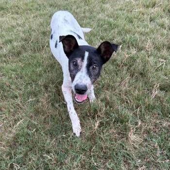 Dolly -  Coonhound and Black Labrador Retriever Dog for Adoption - Dolly | PetCurious