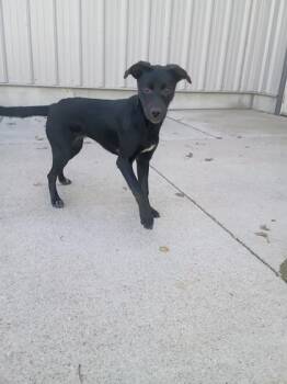 Mixed Breed Dogs Available for Adoption in Beatrice, Nebraska - Pumpkin | PetCurious