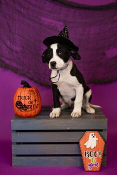 Rescue Cattle Dog Dogs for Adoption in Brighton, Colorado - Mash | PetCurious