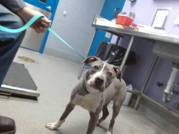 Pit Bull Terrier and Mixed Breed Dogs Available for Adoption - EASTER | PetCurious