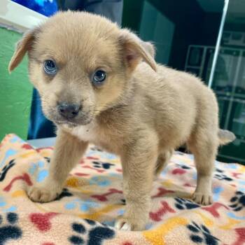 Button -  Terrier and Shepherd Dog for Adoption in Kyle, Texas - Button | PetCurious