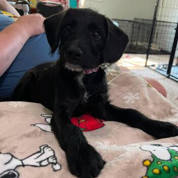 Wednesday -  Mixed Breed Dog for Adoption in Greece, New York - Wednesday | PetCurious