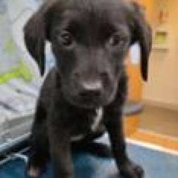 Black Labrador Retriever Dogs Available for Adoption in Clearwater, Florida - Piper | PetCurious