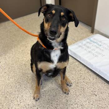 Birdy -  Australian Shepherd and Great Dane Dog for Adoption in Nashville, Indiana - Birdy | PetCurious